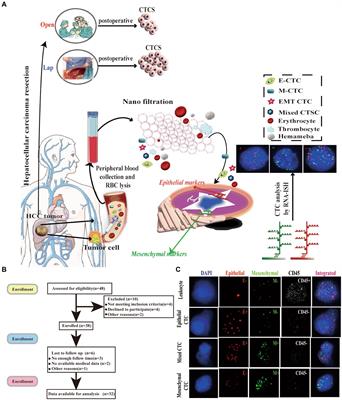 Effect of various hepatectomy procedures on circulating tumor cells in postoperative patients: a case-matched comparative study